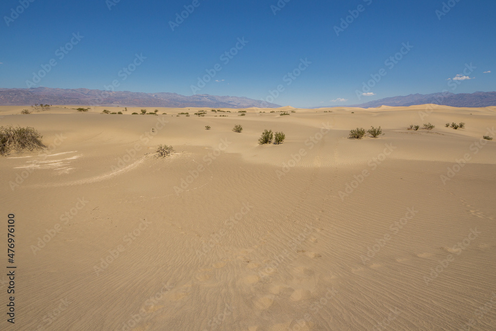 Mesquite dunes in Death Valley, California, USA.