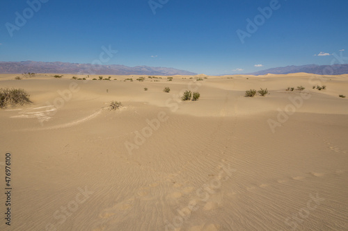 Mesquite dunes in Death Valley  California  USA.