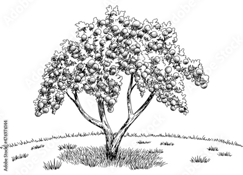 Apple garden graphic black white landscape sketch illustration vector 