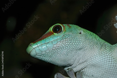 Detailed closeup on a the scales of a Phelsuma day gecko species in a terrarium