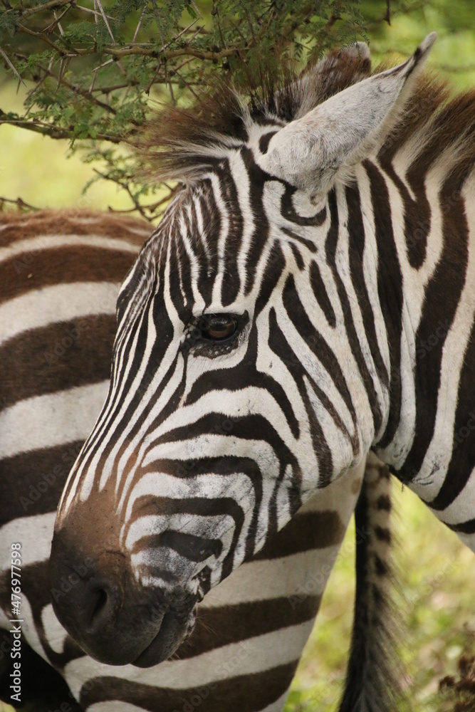 Fototapeta premium Portrait of zebra in Lake Nakuru National Park (Kenya)