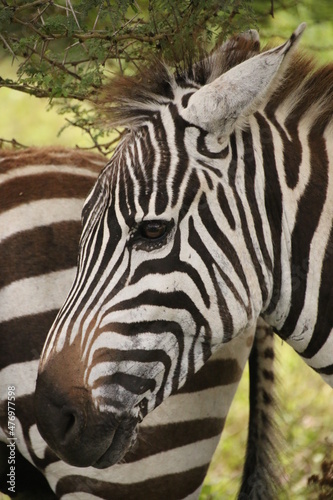 Portrait of zebra in Lake Nakuru National Park  Kenya 