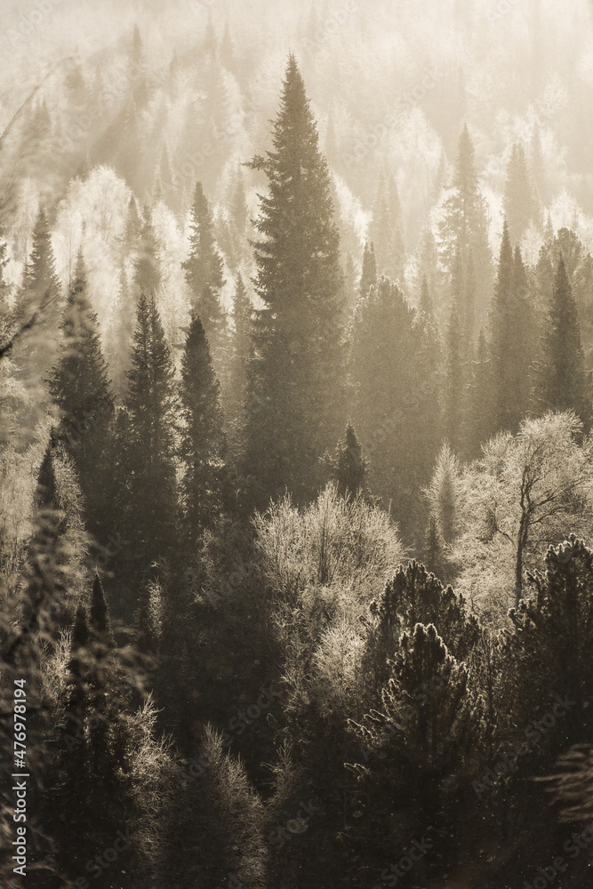 Silhouettes of snow-covered fir trees in the winter forest at dawn