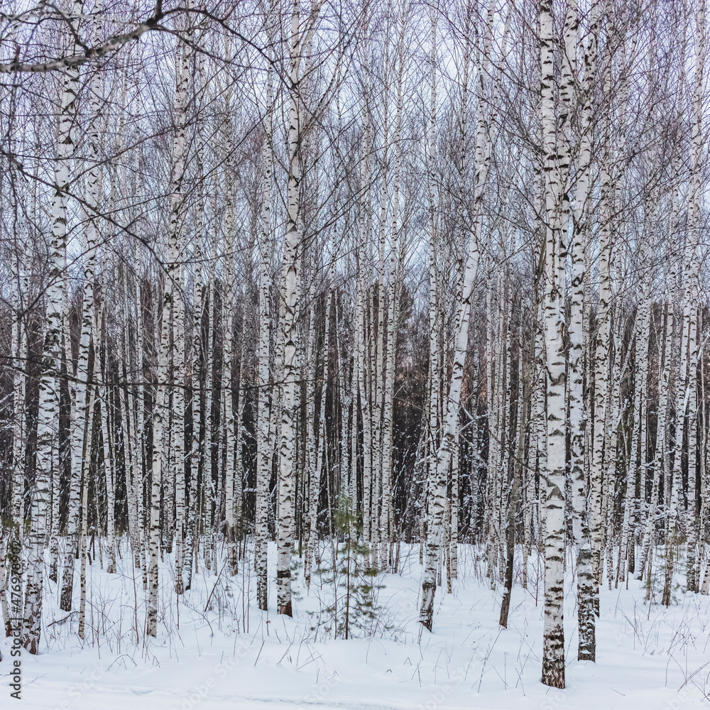 Fototapeta premium birch grove against the background of the sky and snow