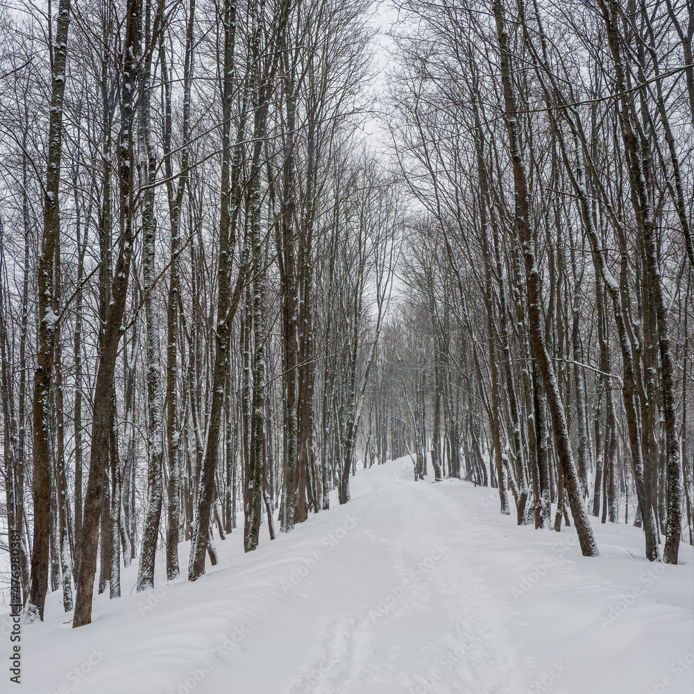 Empty alley in a snow-covered winter forest. Winter natural background. Square view.