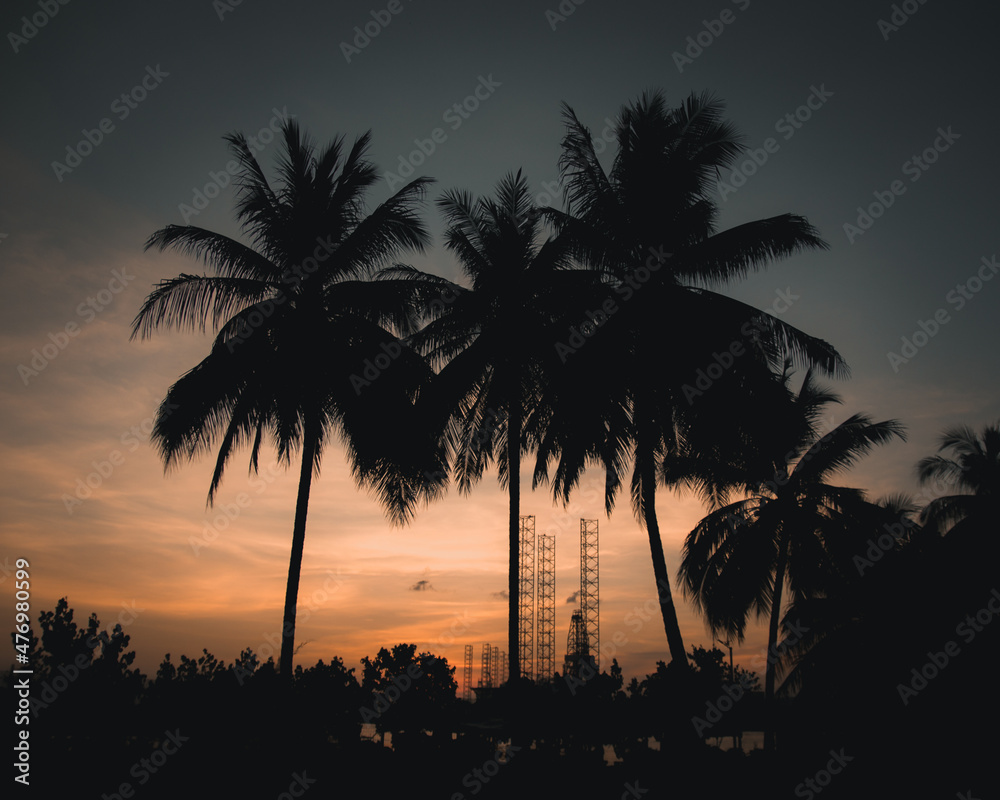 palm trees at sunset