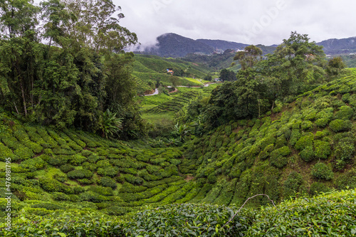 Tea plantation in Cameron highlands, Malaysia photo