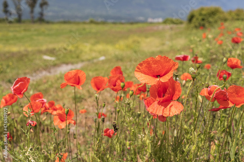 close-up of blooming red poppies, the background is blurred