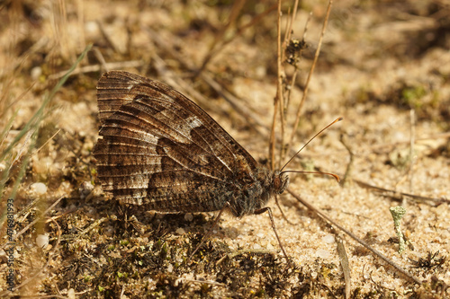 Closeup on the Grayling butterfly, Hipparchia semele well camouflaged with its closed wings photo