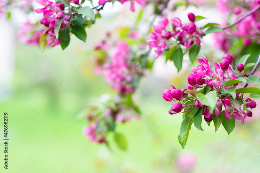 Blooming branches of a decorative apple tree. A blossoming tree. Blooming branches of a decorative apple tree. A blossoming tree.