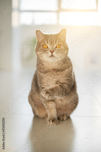 Fototapeta Naklejka Na Ścianę i Meble -  Scottish Straight cat