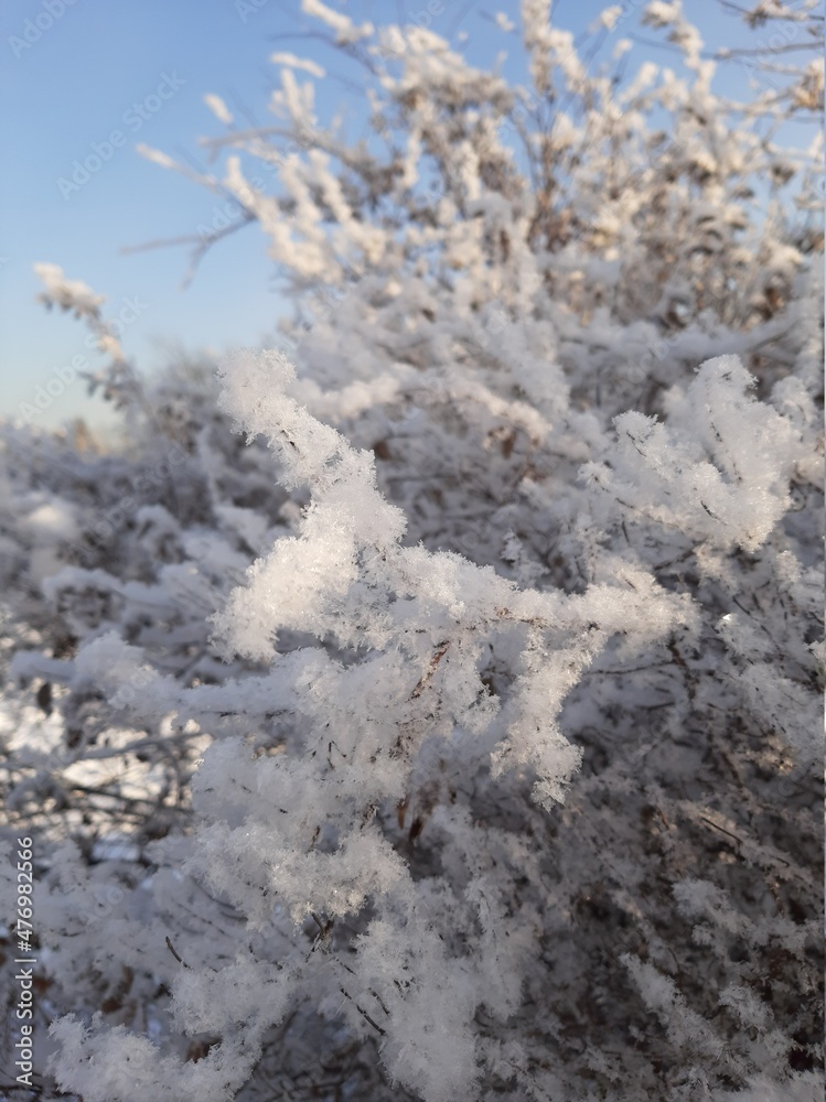 Snow-covered branches of trees and bushes. Branches in the snow. Branches of plants in winter. A lot of snow on the branches Snow-covered branches of trees and bushes. Branches in the snow. Branches of plants in winter. A lot of snow on the branches
