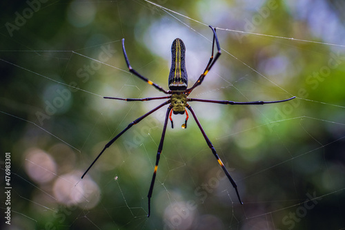 Giant Golden Orb Web spider (Nephila pilipes) on wild