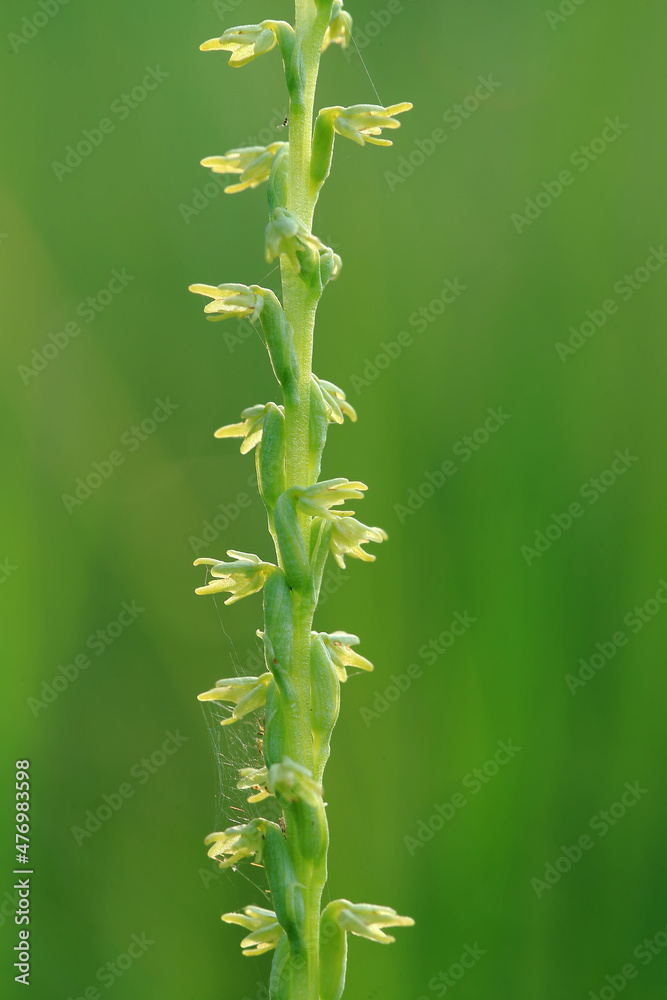The musk orchid on peat bogs in the Rospuda valley in north-eastern Poland.