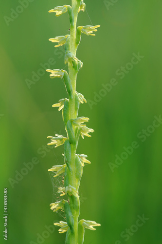 Obraz na płótnie The musk orchid on peat bogs in the Rospuda valley in north-eastern Poland. w salonie