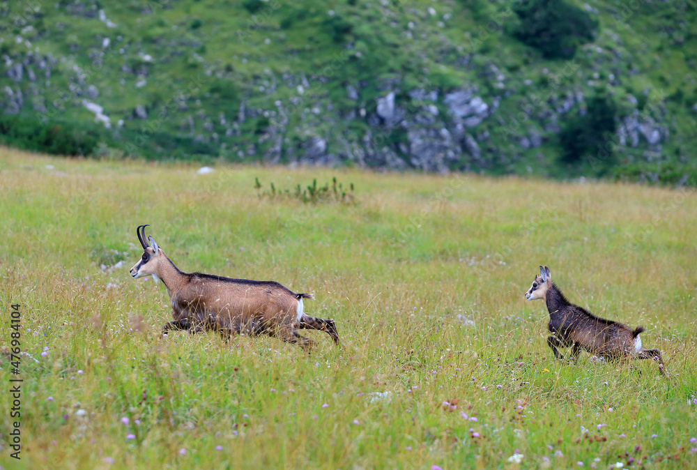 Tatra chamois in the Czerwone Wierchy in the Tatras.