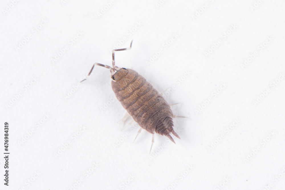 pillbug or sow bug isolated on white background pillbug or sow bug isolated on white background