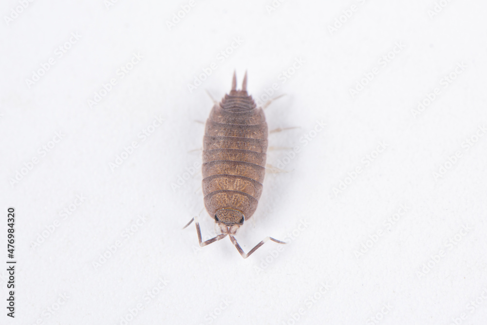 pillbug or sow bug isolated on white background pillbug or sow bug isolated on white background