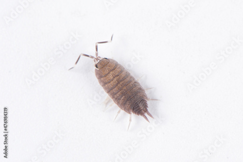 pillbug or sow bug isolated on white background