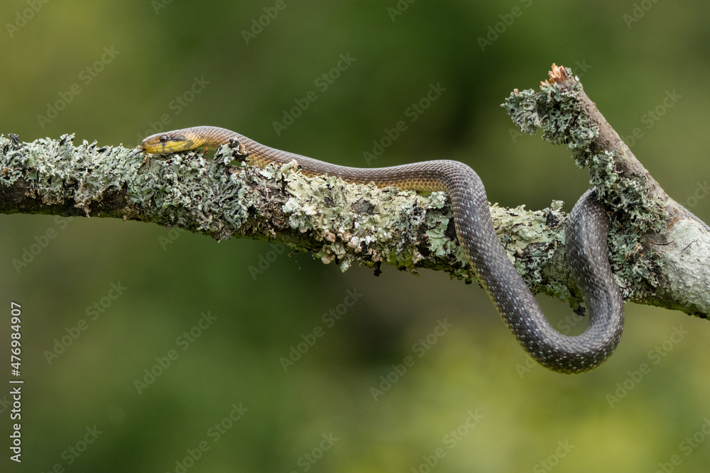 Aesculapian Snake (Zamenis longissimus), Bieszczady Mountains, the Carpathians, Poland.