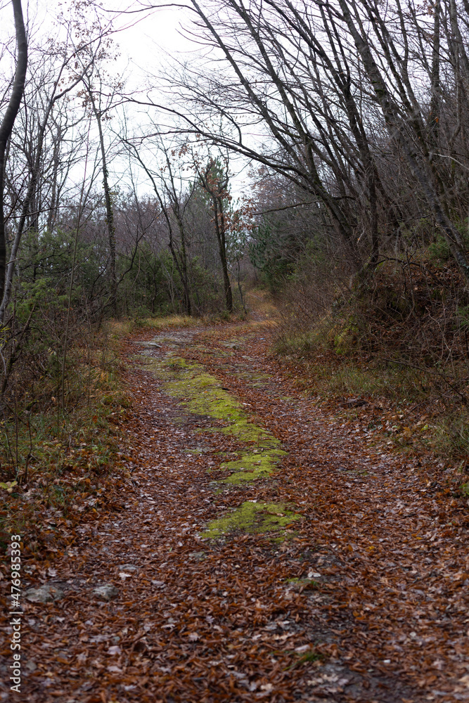 footpath in the woods, autumn trail in the mountain footpath in the woods, autumn trail in the mountain