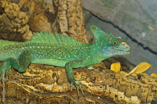 Closeup on a colorful green Plumed basilisk, Basiliscus plumifrons sitting on a branch