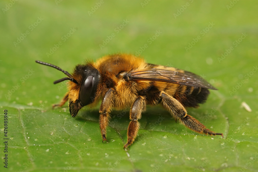 Closeup on a brown hairy female Willughby's leafcutter bee, Megachile willughbiella sitting on a green leaf Closeup on a brown hairy female Willughby's leafcutter bee, Megachile willughbiella sitting on a green leaf
