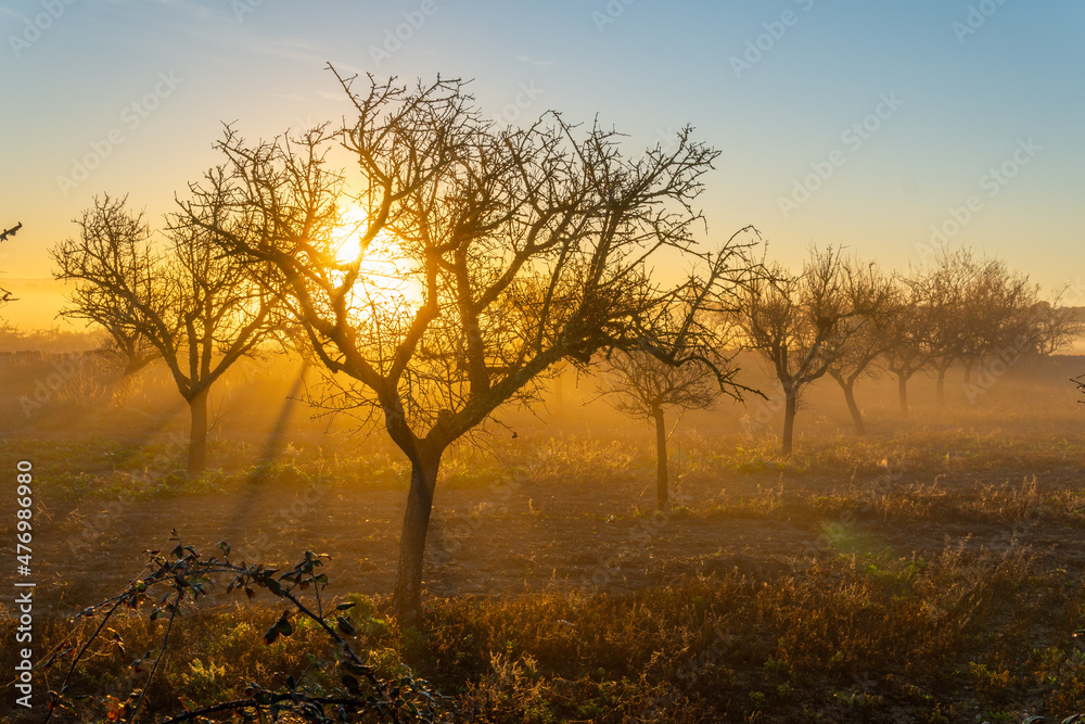 Fototapeta premium Cultivation of almond trees at dawn on a foggy day