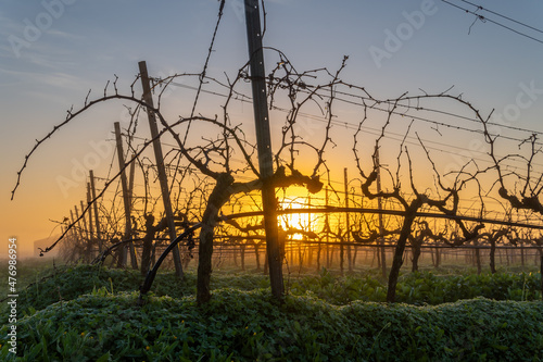 Cultivation of vineyards at dawn on a foggy day