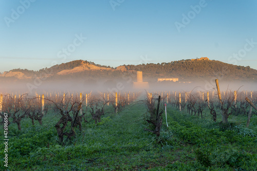 Cultivation of vineyards at dawn on a foggy day photo