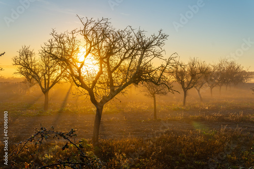 Cultivation of almond trees at dawn on a foggy day