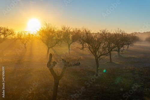 Cultivation of almond trees at dawn on a foggy day Fototapet