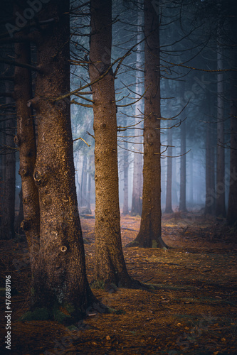 Dark moody night misty autumn forest landscape