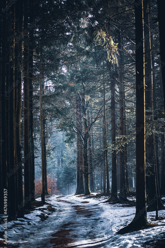 Naklejka premium Dark moody night misty autumn forest landscape
