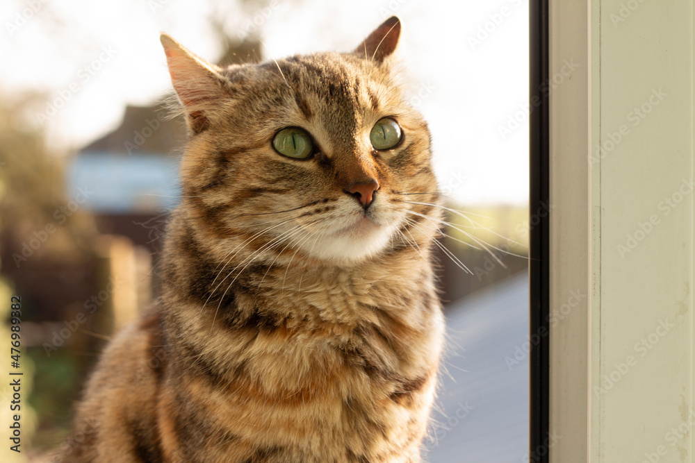 cat on the window