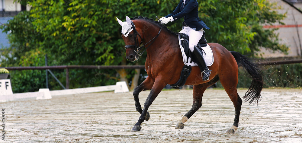 Dressage horse with rider galloping on the diagonal in a dressage test.. Dressage horse with rider galloping on the diagonal in a dressage test..