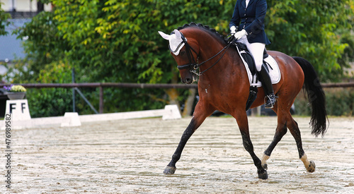 Dressage horse with rider and white ear cap during a test in a trot traversal.. © RD-Fotografie