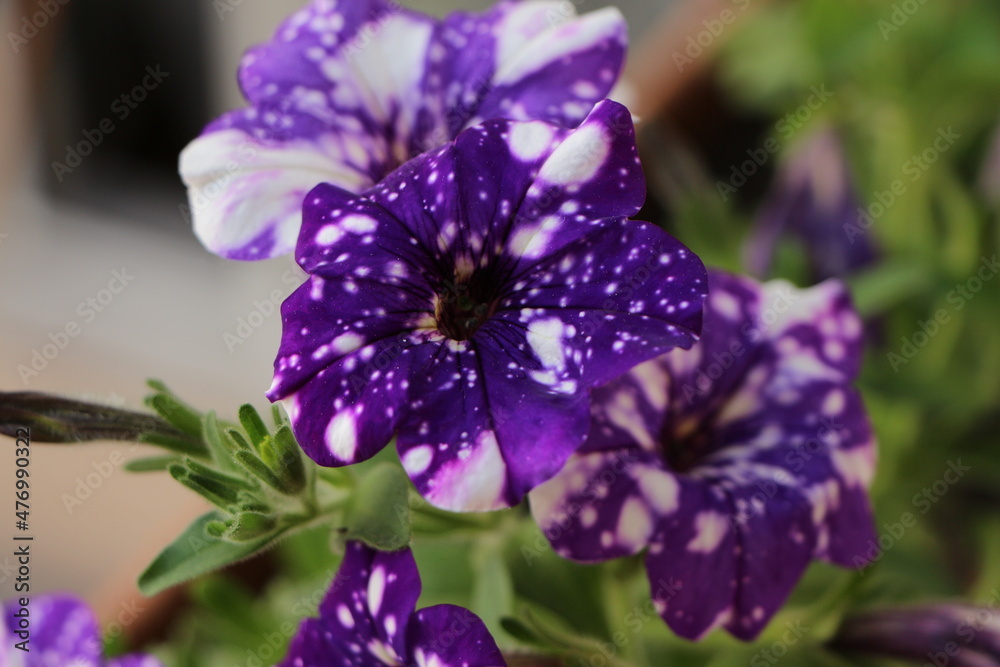 Violet color petunia 'Sweetunia Johnny Flame' flower. White mottled on purple. Green leaf in background. Spring plant. Violet color petunia 'Sweetunia Johnny Flame' flower. White mottled on purple. Green leaf in background. Spring plant.