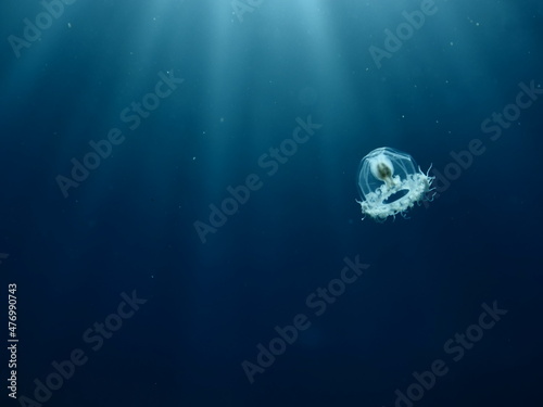 Fotografija Turritopsis nutricula Turritopsis dohrnii Oceania O