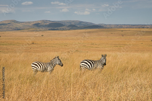 Two plains zebras  Equus quagga  in the open grassland of the Maasai Mara in Kenya.