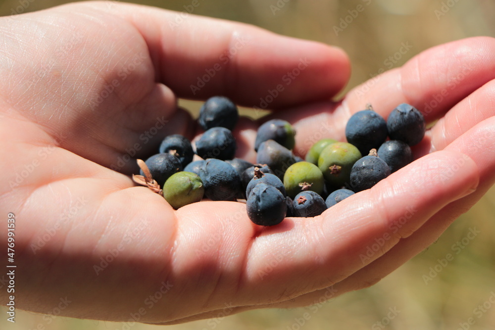 A handful of Common Juniper fruits. Scientific name of the fruit is Juniperus communis. A handful of Common Juniper fruits. Scientific name of the fruit is Juniperus communis.