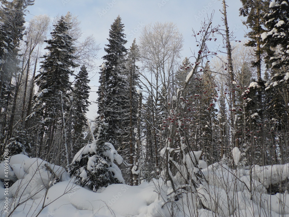 Fototapeta premium snow covered trees