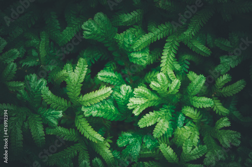 Abstract Green Dark Texture leaves texture background.
