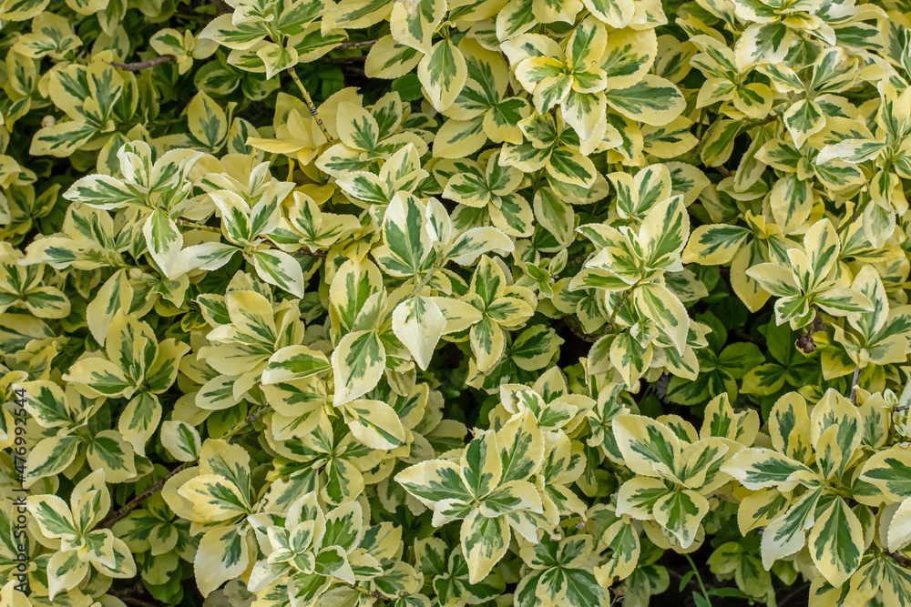 Fototapeta premium Green and light yellow leaves