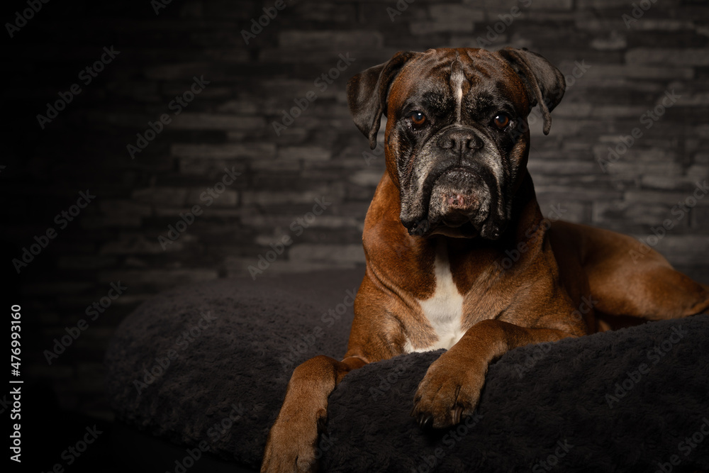 deutscher Boxer gelb auf seinem Kissen deutscher Boxer gelb auf seinem Kissen