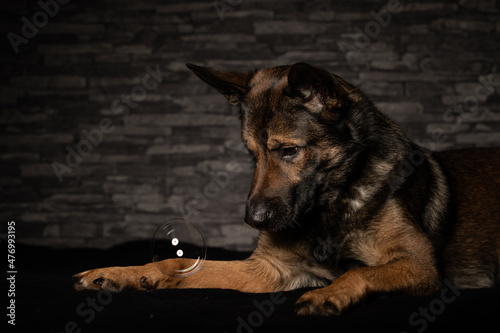 Schäferhund mit Seifenblase