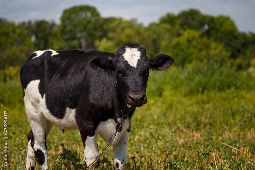 Black and white calf grazing in field, livestock feed, summer countryside life concept.