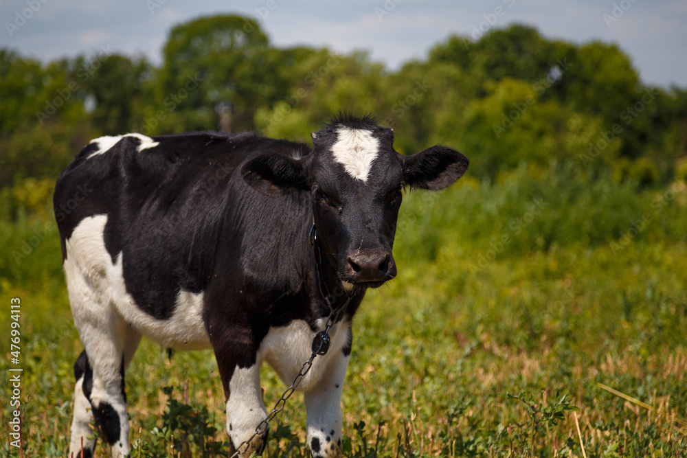 Black and white calf grazing in field, livestock feed, summer countryside life concept. Black and white calf grazing in field, livestock feed, summer countryside life concept.