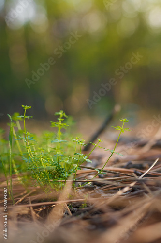 Soft focused close up vertical shot of beautiful young green grass among dry pine needles in coniferous forest in sunrays light © elenaseiryk