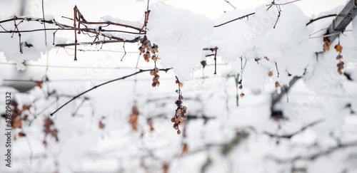 bunch of grapes at winter, DOF is shalow photo